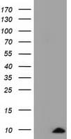 Monoclonal Mouse anti-Human COX6A1 Antibody (clone OTI4G2, IF, WB)