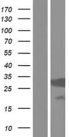 PSMA5 Protein (Over-Expression Lysate Myc-DDK (Flag))