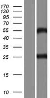 C9orf25 Protein (Over-Expression Lysate Myc-DDK (Flag))