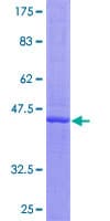 Human IFNA16 / Interferon Alpha 16 Protein (Recombinant GST)