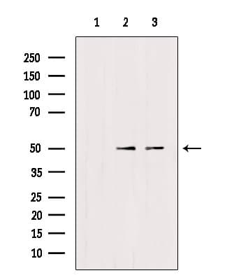 TRIM24 / TIF1 Antibody