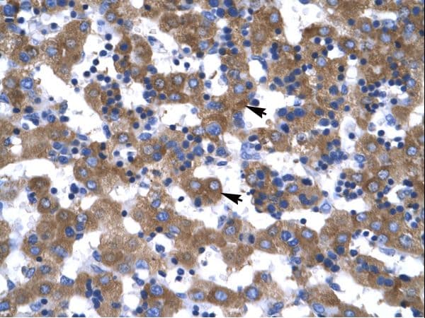 VDAC1 / PORIN Antibody (C-Terminus)