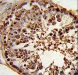 Polyclonal Rabbit anti-Human CSPP1 Antibody (aa304-333, IHC, WB)