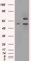 PPP5C Antibody (clone OTI6C2)