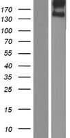 STAB1 Protein (Over-Expression Lysate Myc-DDK (Flag))