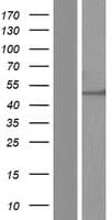 DDX19B Protein (Over-Expression Lysate Myc-DDK (Flag))