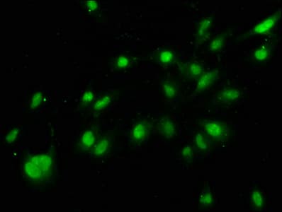 HIST1H3A Antibody