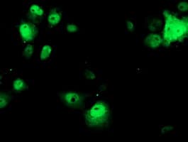 OBFC1 Antibody (clone OTI1C5, Carrier-free)