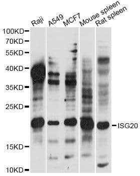 HEM45 / ISG20 Antibody