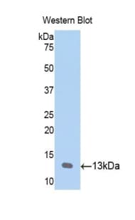 CCL23 / MIP3 Antibody (aa22-120, Cy3)
