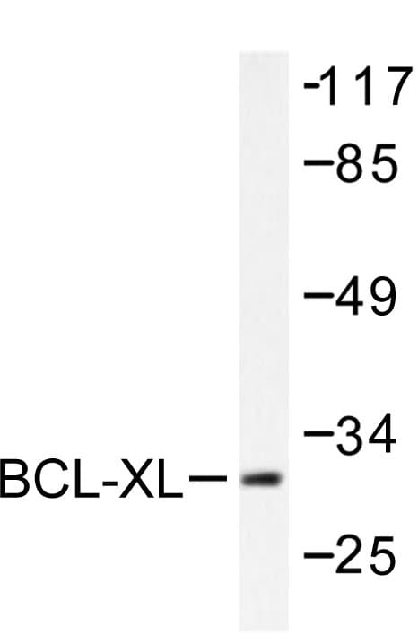 BCL2L1 / BCL-XL Antibody (Ser56)
