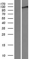 WWC3 Protein (Over-Expression Lysate Myc-DDK (Flag))