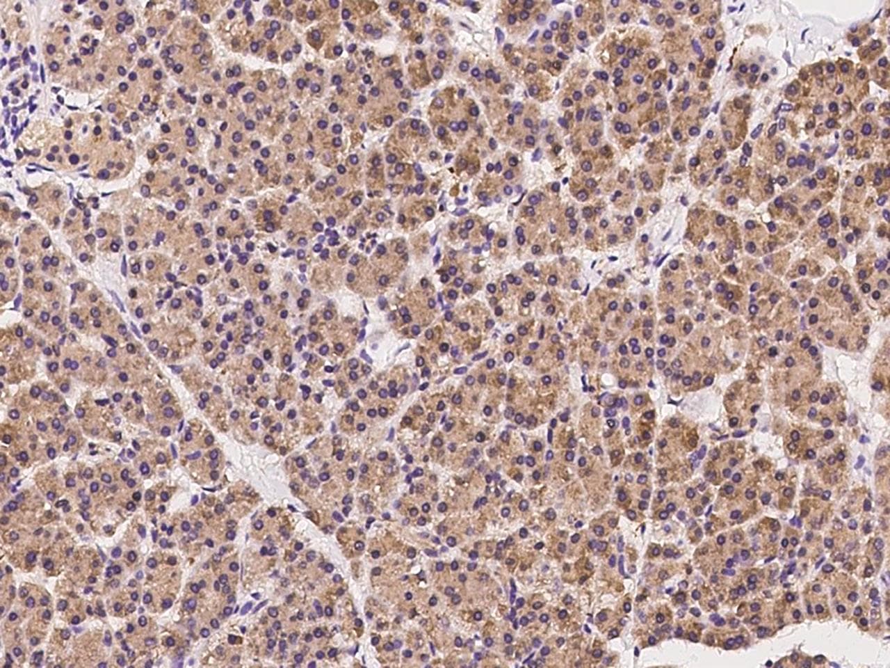 SCFD1 / SLY1 Antibody