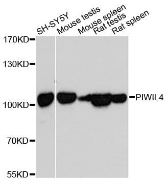 HIWI2 / PIWIL4 Antibody