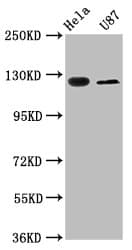 SLC4A5 / NBC4 Antibody