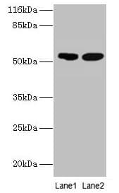 SVOPL Antibody (aa73-129)