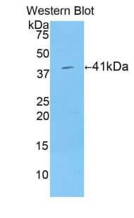 HIST1H2AB Antibody (aa2-130)