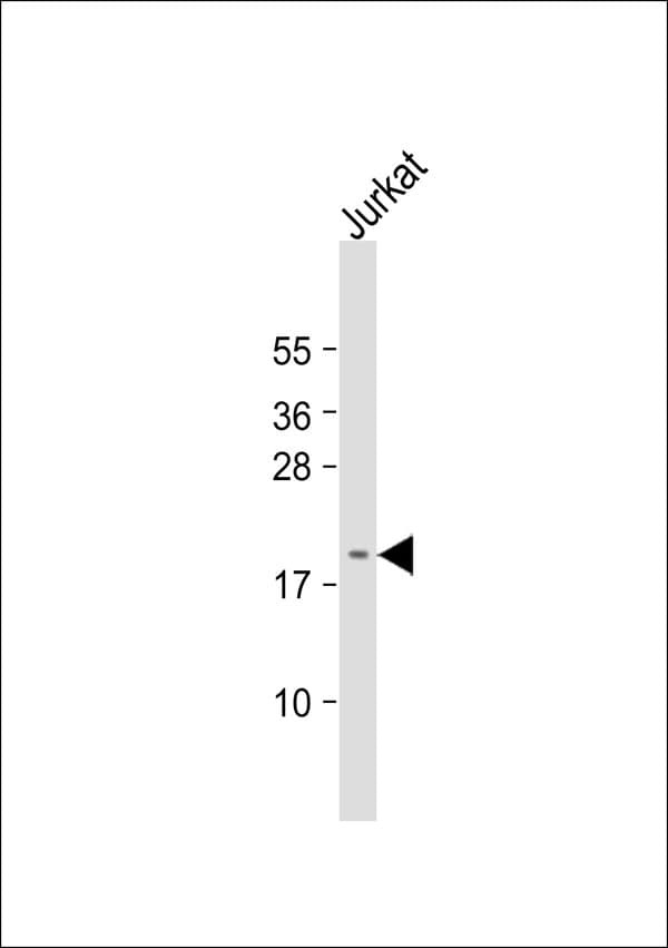 NIP3 / BNIP3 Antibody