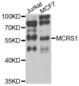 Polyclonal Rabbit anti-Human MCRS1 / MSP58 Antibody (IHC, WB)