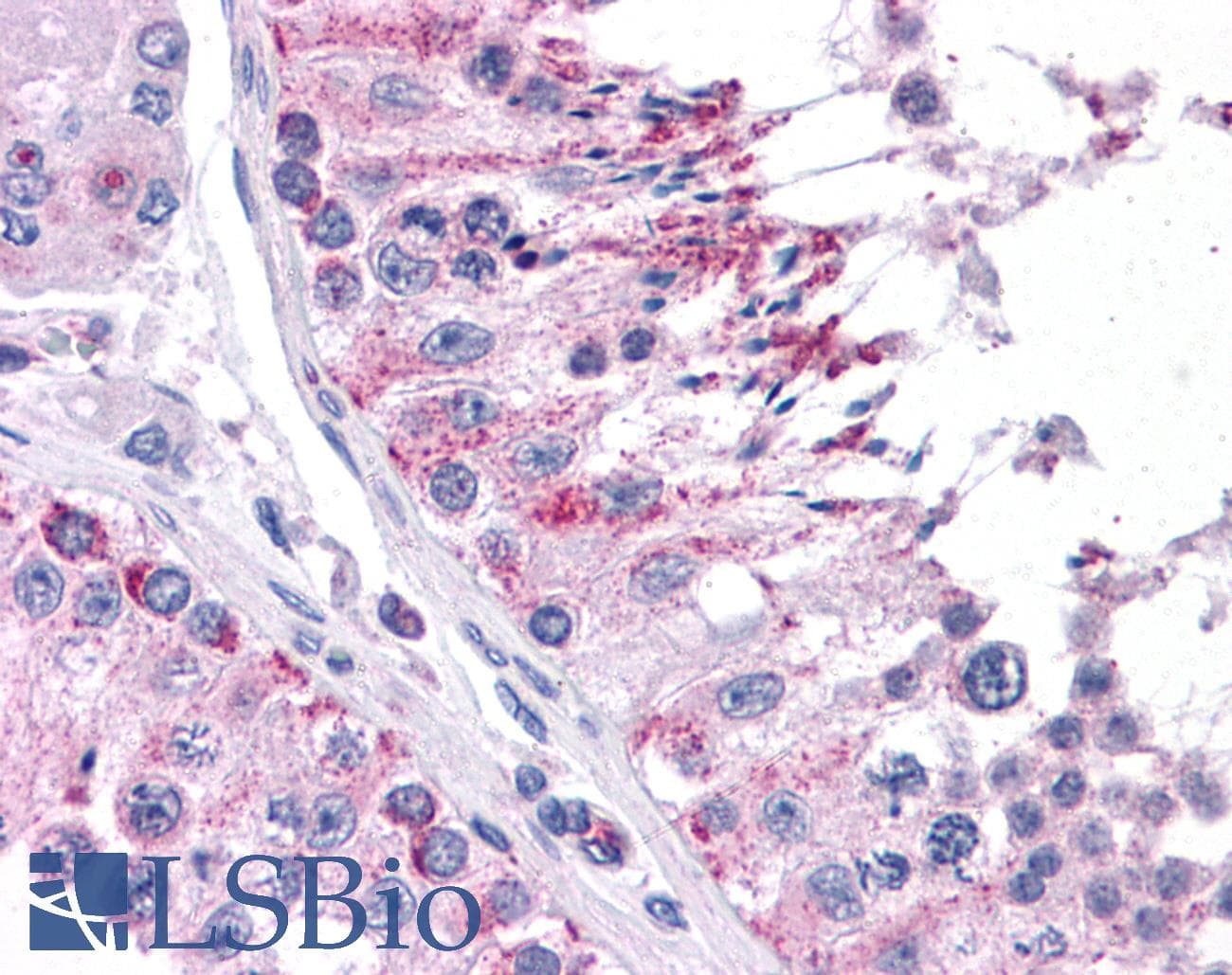 IHC-plus™ CDC23 Antibody