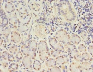 GJB5 / CX30.1 / Connexin 31.1 Antibody (aa211-273, Biotin)