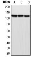 MPHOSPH9 Antibody (C-Terminus)