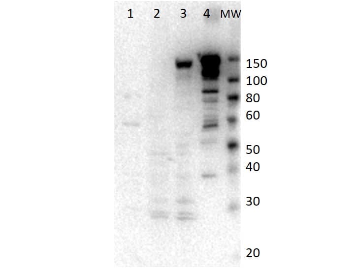 Myosin VI / MYO6 Antibody