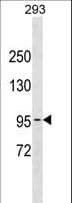 POLK / DNA Polymerase Kappa Antibody (aa531-560)