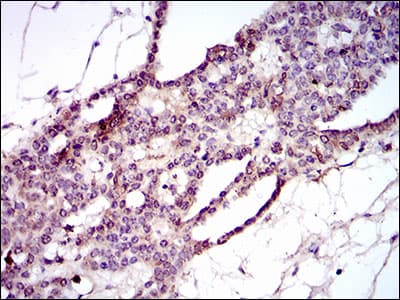 HIWI2 / PIWIL4 Antibody (aa304-434, clone 10G9B11)
