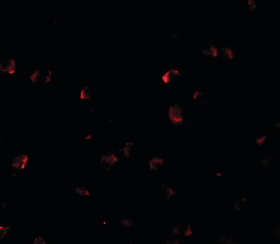 IHC-plus™ YPEL3 Antibody
