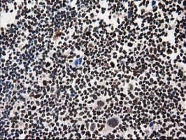 FKBPL Antibody (clone OTI2D8)