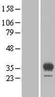 EGFL8 / NG3 Protein (Over-Expression Lysate Myc-DDK (Flag))