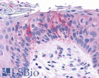 PathPlus™ TAS1R2 / T1R2 Antibody (N-Terminus)