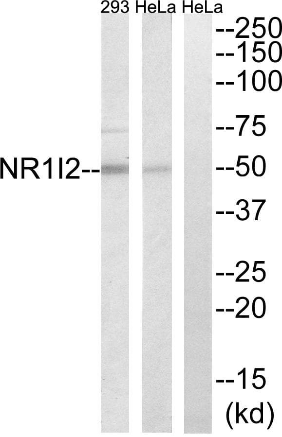 NR1I2 / PXR Antibody