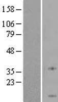 YPEL4 Protein (Over-Expression Lysate Myc-DDK (Flag))