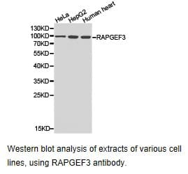 RAPGEF3 / EPAC Antibody