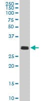 Monoclonal Mouse anti-Human TAF11 Antibody (clone 2G9, IHC, IF, WB)