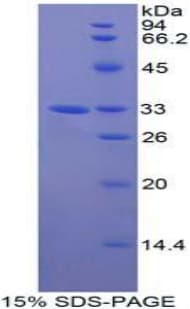Human GAB3 Protein (Recombinant His-T7)