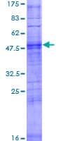 Human OR2K2 Protein (Recombinant GST)