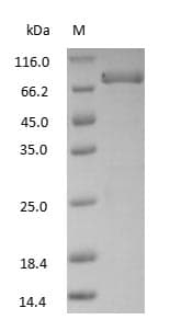 TF / Transferrin Protein (Native)