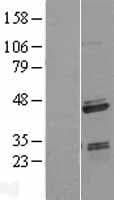 SAP30BP / HTRG Protein (Over-Expression Lysate Myc-DDK (Flag))