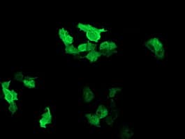 RAB37 Antibody (clone OTI2F1)