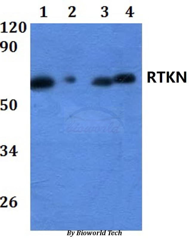 RTKN / Rhotekin Antibody