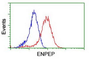 PathPlus™ ENPEP / Aminopeptidase A Antibody (clone OTI1C4)