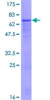 Human VNN2 Protein (Recombinant GST)