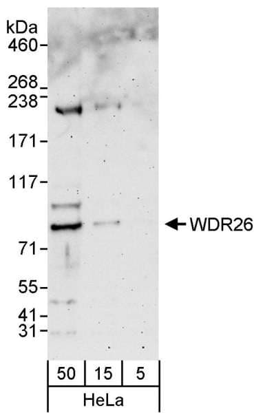 WDR26 Antibody (aa600-650)