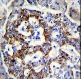 SEMA3G / Semaphorin 3G Antibody (aa216-244)