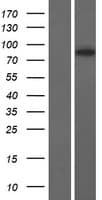 DRC1 / CCDC164 Protein (Over-Expression Lysate Myc-DDK (Flag))