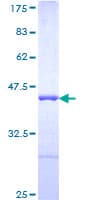 Human AHNAK Protein (Recombinant GST, N-terminus)