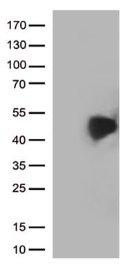 PD-L2 / PDCD1LG2 / CD273 Antibody (clone OTI6C3)